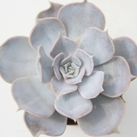 ViALiACViAGPxA-Echeveria cv 'Lilacina'