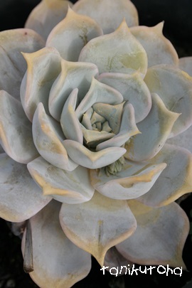 ViALiACViAGPxA-Echeveria cv 'Lilacina'