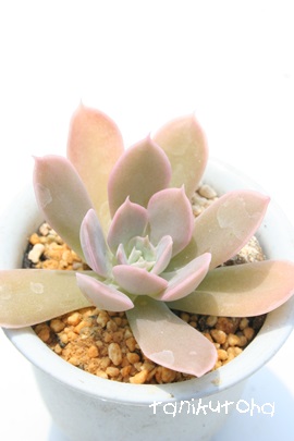 j[}JxAiAGPxA-Echeveria runyonii macabeana