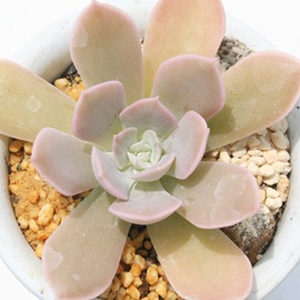 j[}JxAiAGPxA-Echeveria runyonii macabeana