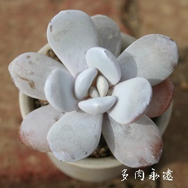 EB[AEC[AGPxA-Echeveria Lauii