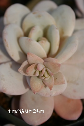 EB[AEC[AGPxA-Echeveria Lauii