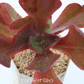 [IOfAGPxA-Echeveria cv 'Roseaglande'