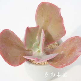 t@[AGPxA-Echeveria cv 'La Farm'