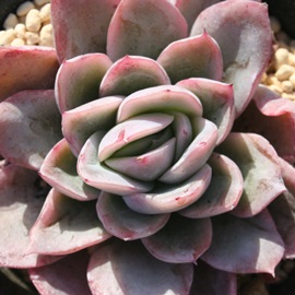 Yx[ACXAGPxA-Echeveria cv 'Raspberry ice'