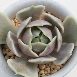 [A[AGPxA-Echeveria cv 'Lola'