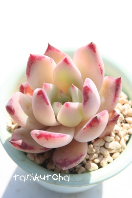 [AiAGPxA-Echeveria colorata 'Lindsayana'