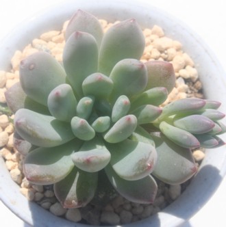 E165AGPxA-Echeveria cv 'Lau165'