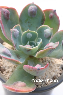 ChbvAGPxA-Echeveria Rain drop