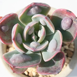 ChbvAGPxA-Echeveria Rain drop