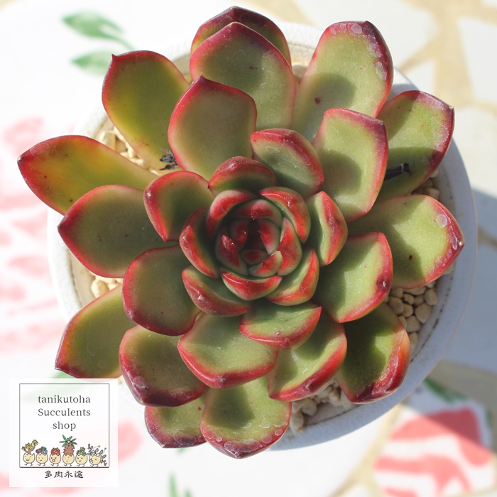 bhAGPxA-Echeveria Red Moran