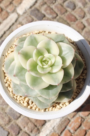 bhxxbgAGPxA-Echeveria Red Velvet