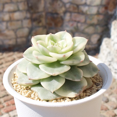 [[,[[шĕ,[[ђʔ,[[шĕ₵,[[эgt,[[їt,؍c,Echeveria lorly bariegata,iɂƂ