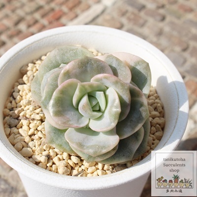 u[[Y,u[[Yшĕ,u[[Yђʔ,u[[Yшĕ₵,u[[Yэgt,u[[Yїt,؍c,Echeveria lovery rose bariegata,iɂƂ