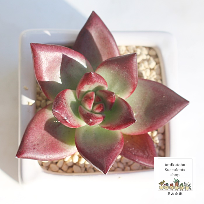 JAGPxA-Echeveria Roca