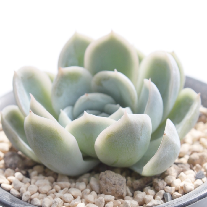 Yx[AGPxA-Echeveria Raspberry