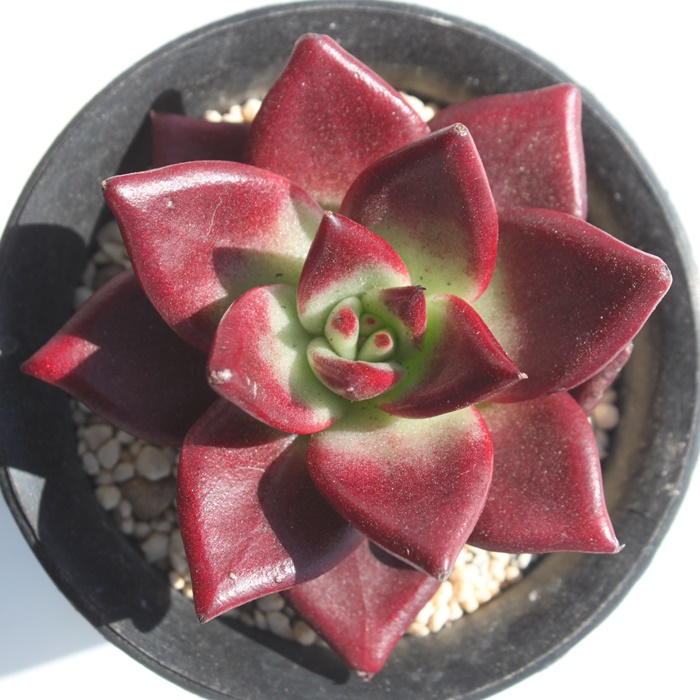 rAGPxA-Echeveria Robin