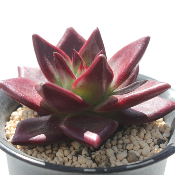 rAGPxA-Echeveria Robin