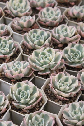 mfB[AmfB[ʔ́AmfB[ĕAGPxA-Echeveria Lenore Dean