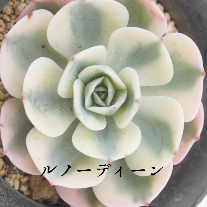 mfB[AGPxA-Echeveria Lenore Dean