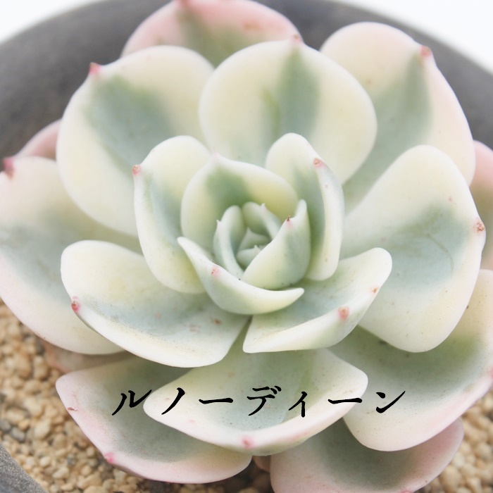 mfB[AGPxA-Echeveria Lenore Dean