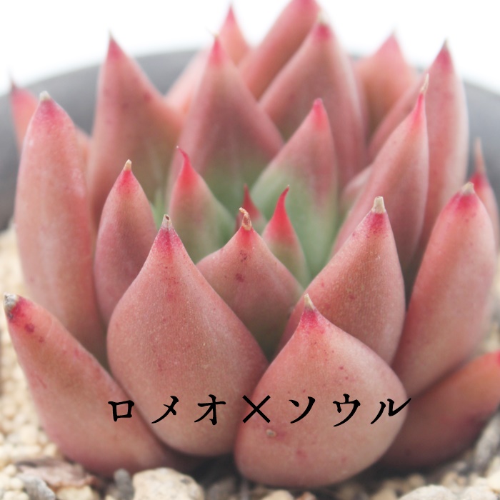 I~\EAGPxA-Echeveria Romeo~Soul