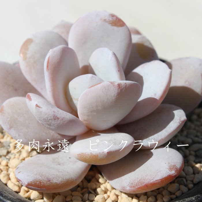 sNEBAGPxA-Echeveria Pink Lauii