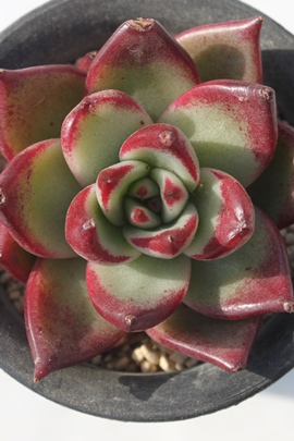 bhX[p[RAGPxA-Echeveria Lautop