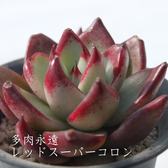 bhX[p[RAGPxA-Echeveria RED SUPER CORON