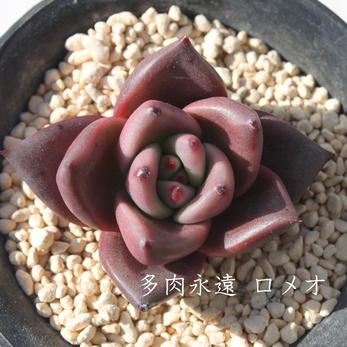 IAGPxA-Echeveria agavoides Romeo