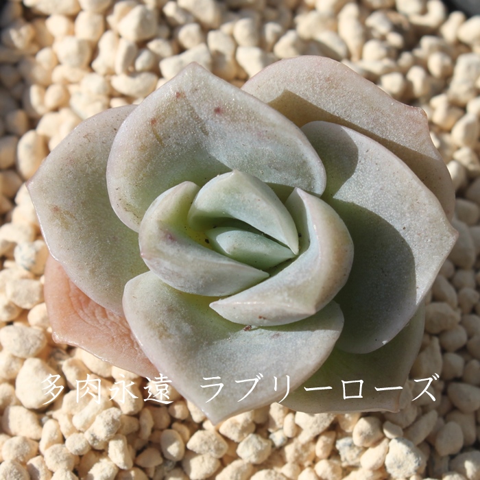 u[[YAGPxA-Echeveria Lovely Rose