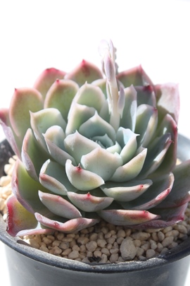 }}A}}ʔ́A}}ĕAGPxA-Echeveria Lamama