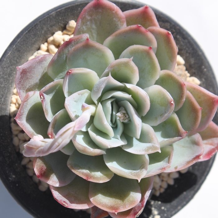 }}AGPxA-Echeveria Lamama