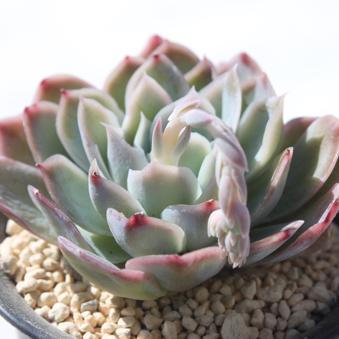 }}AGPxA-Echeveria Lamama