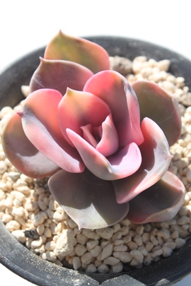 C{[AC{[ʔ́AC{[ĕAGPxA-Echeveria rainbow=