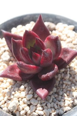 [~OA[~Oʔ́A[~OrĕAGPxA-Echeveria roomingrobint