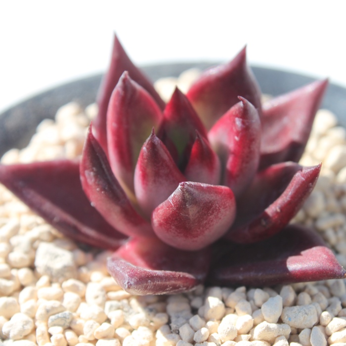 [~OAGPxA-Echeveria Rooming