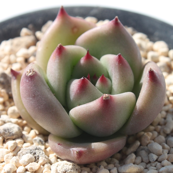 [YK[lbgAGPxA-Echeveria Rose Garnet