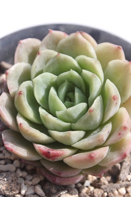 CAh`ACAh`ʔ́ACAh`ĕAGPxA-Echeveria lime & chile variegata