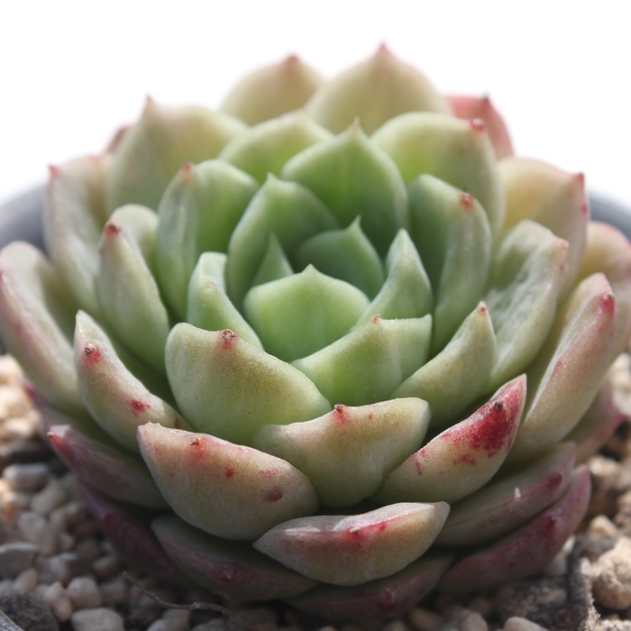 {bgOAGPxA-Echeveria Lime and Chile