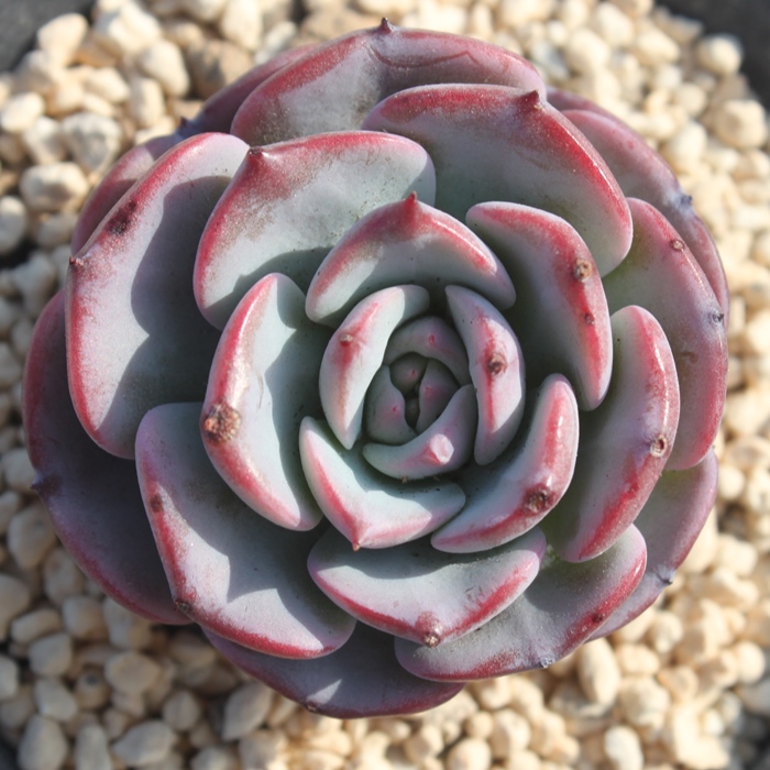 gAGPxA-Echeveria Lemont