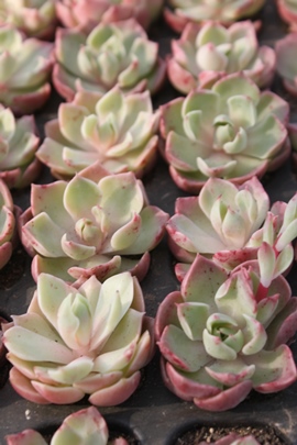 e[YAe[Yʔ́Ae[YĕAGPxA-Echeveria Latin Rose