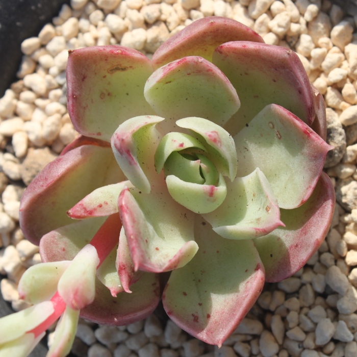 e[YAGPxA-Echeveria Latin Rose