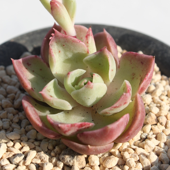 e[YAGPxA-Echeveria Latin Rose