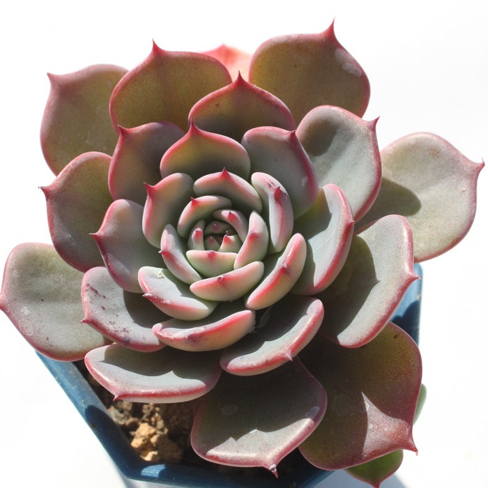 EVXAGPxA-Echeveria Laulensis