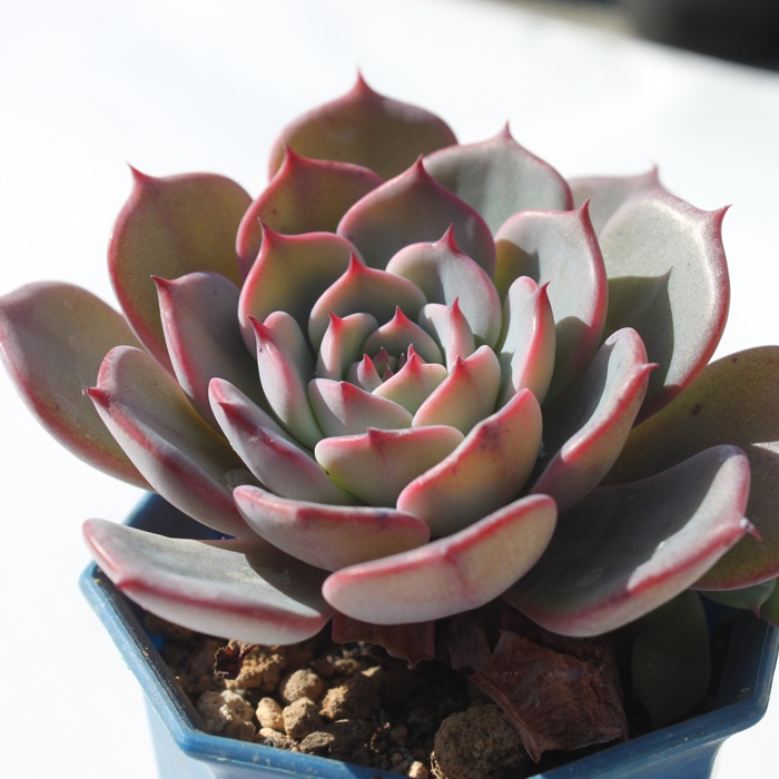 EVXAGPxA-Echeveria Laulensis