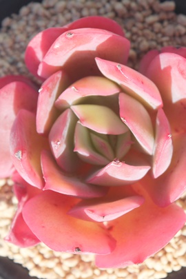 GAGʔ́AGĕAGPxA-Echeveria Laulensis