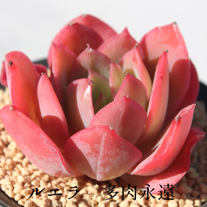 GAGPxA-Echeveria Luella