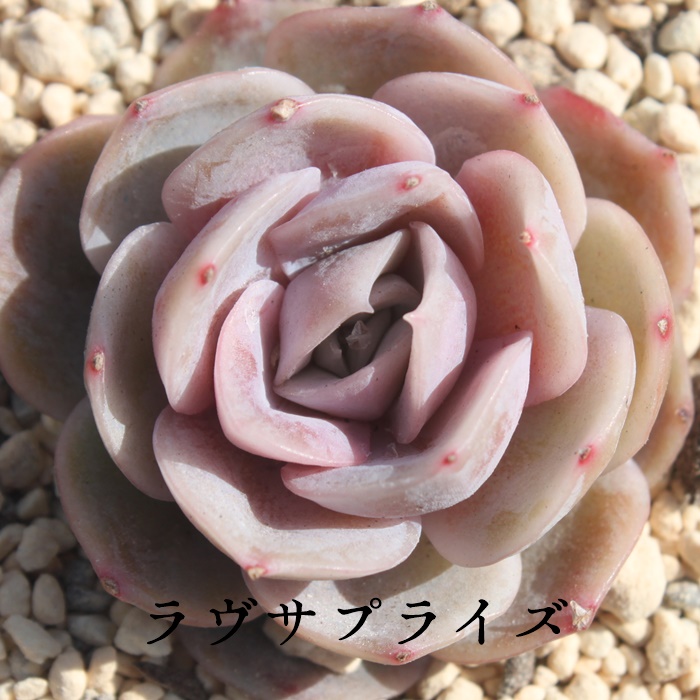 TvCYAGPxA-Echeveria Lovesurprise