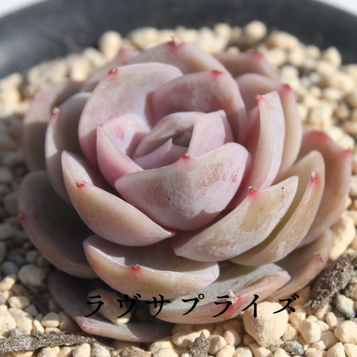 TvCYAGPxA-Echeveria Lovesurprise